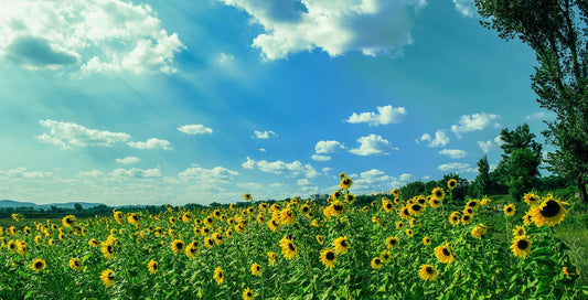Summer Allergies and Sensitive Skin: What to Watch Out For