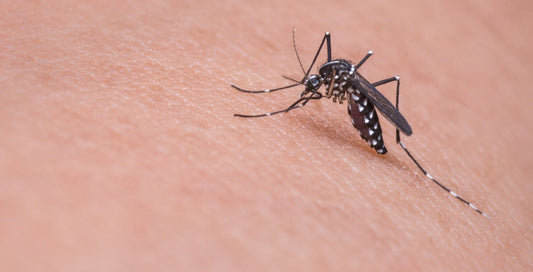 Mosquito