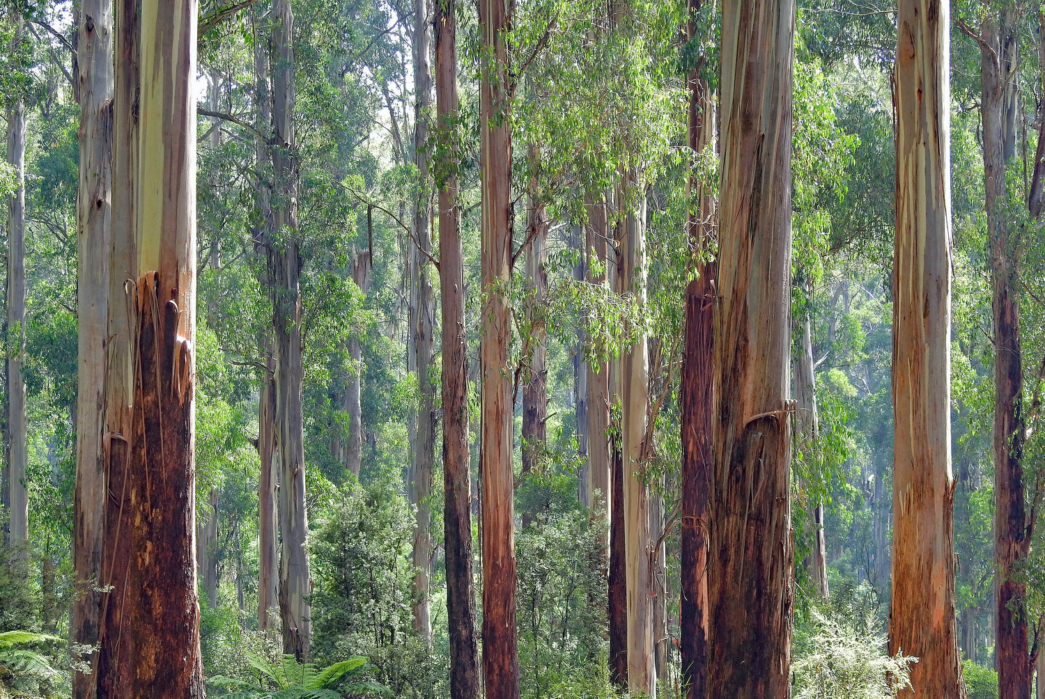 Eucalyptus Trees